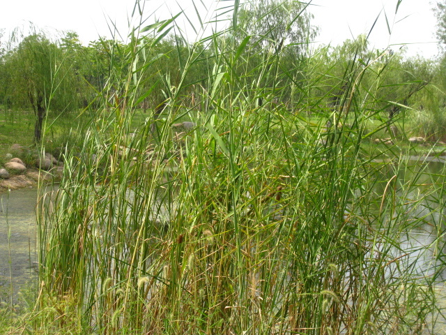 紅草湖中的葒草