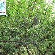 毛梗李 毛梗李