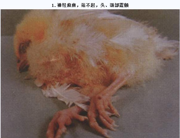 雞傳染性腦脊髓炎