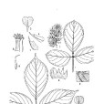 美麗密花豆 美麗密花豆