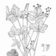 川滇變豆菜 川滇變豆菜