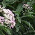 崗斑鳩菊 崗斑鳩菊