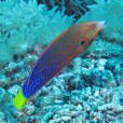 背斑盔魚 背斑盔魚