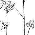 心果囊瓣芹 心果囊瓣芹