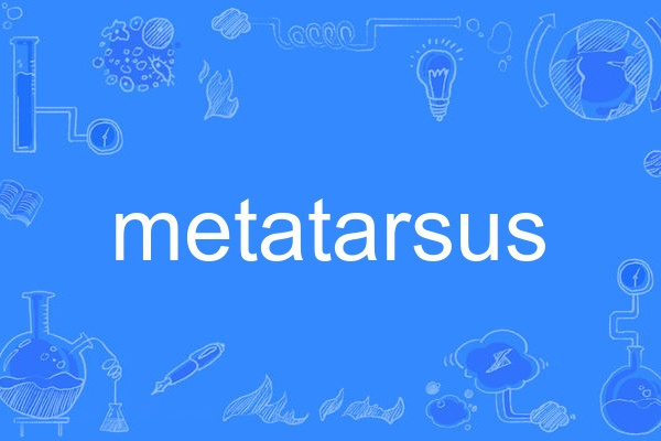 metatarsus metatarsus