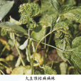 大豆頂枯病 大豆頂枯病