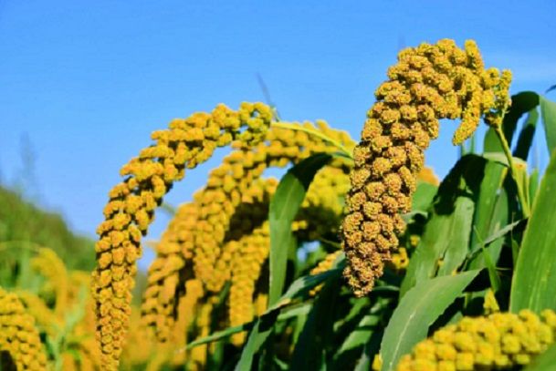 天粟3號 天粟3號