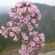 紫萼石頭花 紫萼石頭花