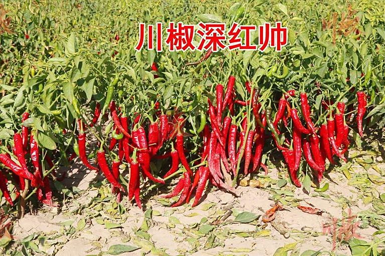 深紅帥 深紅帥