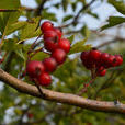 硃砂紅(山楂品種) 硃砂紅(山楂品種)