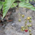 黃脈莓 黃脈莓