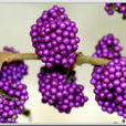 雲南紫珠(植物)