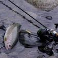 石川哲羅魚 石川哲羅魚