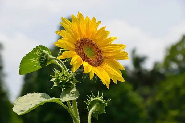 莫高9號 莫高9號