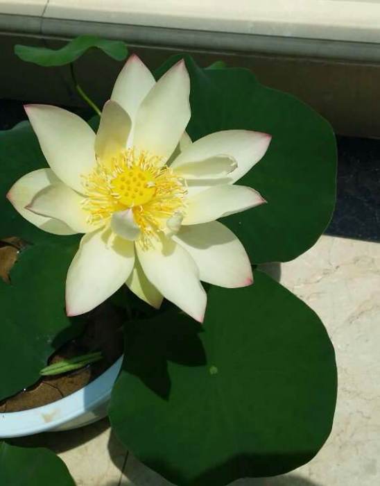 彩蝶二號 彩蝶二號