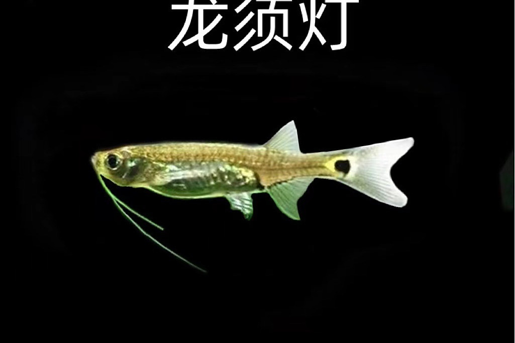 龍鬚燈魚