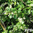 廣東箣柊 廣東箣柊