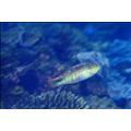 雲紋海豬魚