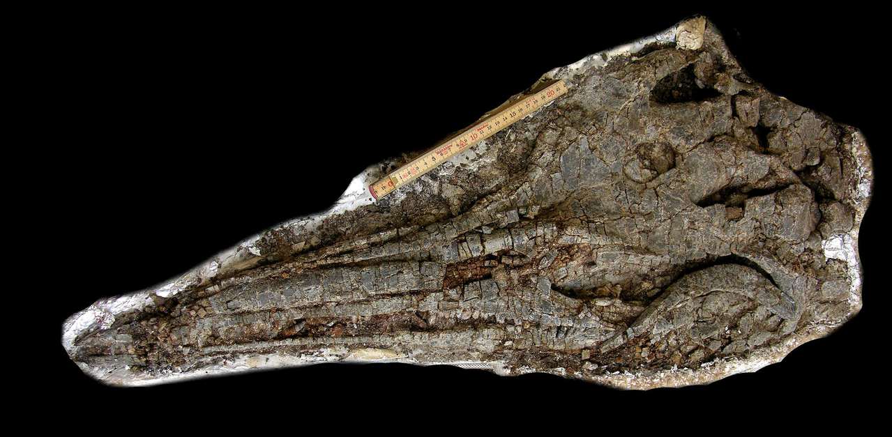 北極發現的1.5億年前的上龍化石