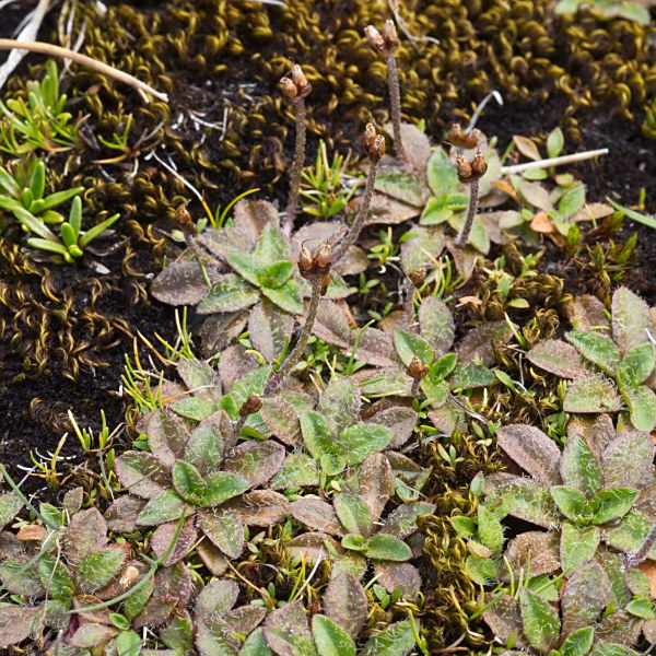 Plantago novae-zelandiae