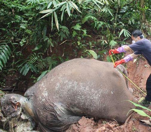 砍頭取牙 砍頭取牙