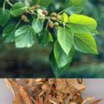 桑根白皮 桑根白皮