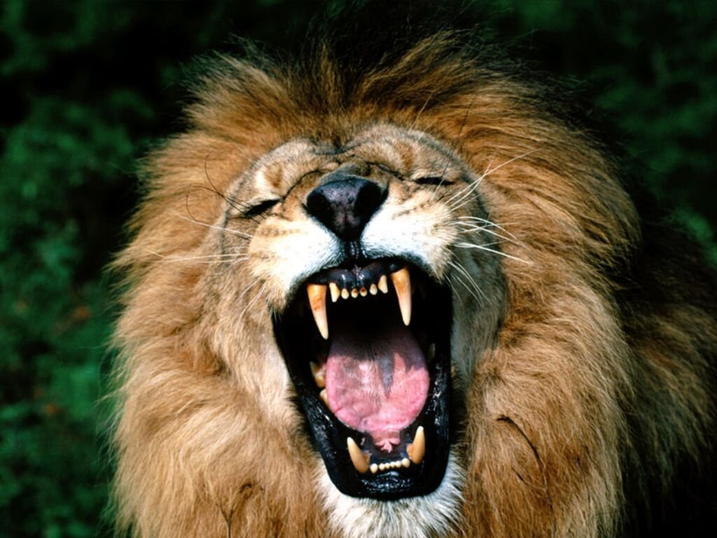 獅子怒吼