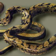 黃頷蛇