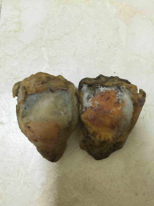 虎膝 虎膝