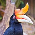 犀鳥科