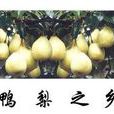 鴨梨之鄉 鴨梨之鄉