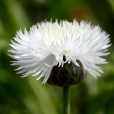 珀菊 珀菊