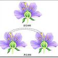 異花傳粉 異花傳粉