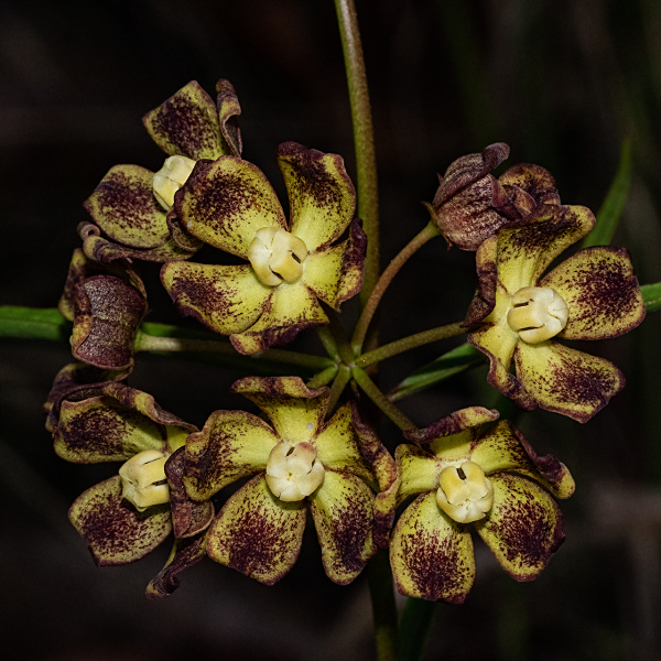 Glossostelma carsonii