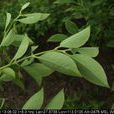 南燭葉(杜鵑花科植物南燭的葉子) 南燭葉(杜鵑花科植物南燭的葉子)