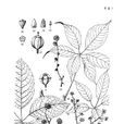 中華鵝掌柴 中華鵝掌柴