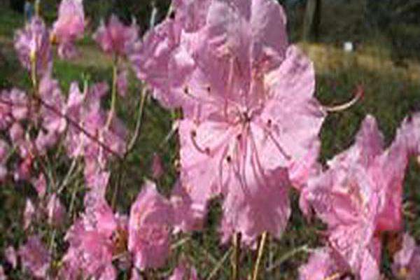 Rhododendron mucronulatum \x27Deep Pink\x27 Rhododendron mucronulatum \x27Deep Pink\x27