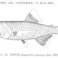 印明燈魚 印明燈魚