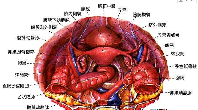 子宮圓韌帶