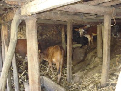 排底自然村特色產業－黃牛