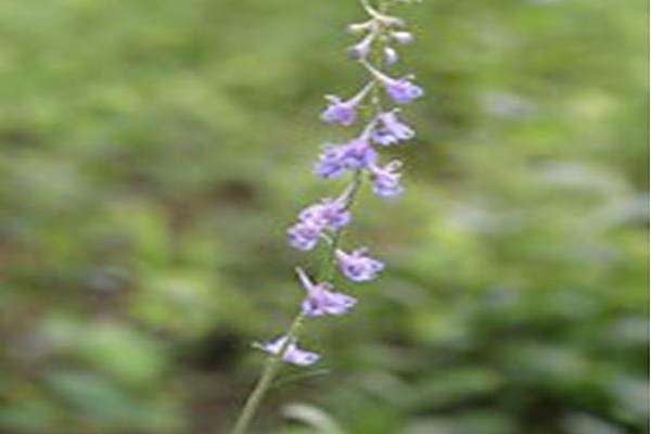 Delphinium carolinianum Delphinium carolinianum