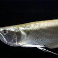 雙須骨舌魚(銀帶)
