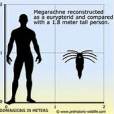 Megarachne Servinei Megarachne Servinei