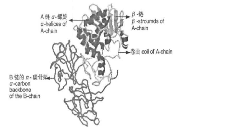 蓖麻毒蛋白分子三維結構