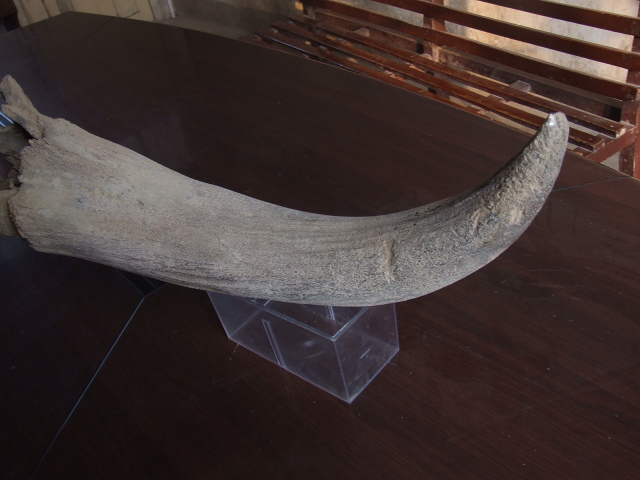 因化石年代較短而保存下來的披毛犀角
