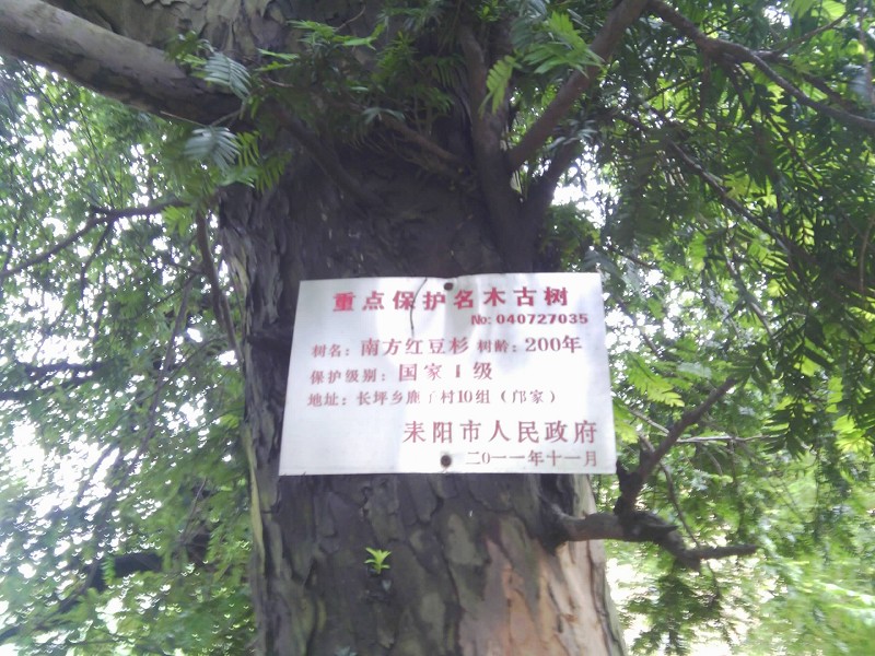 鄺家村重點保護名木古樹