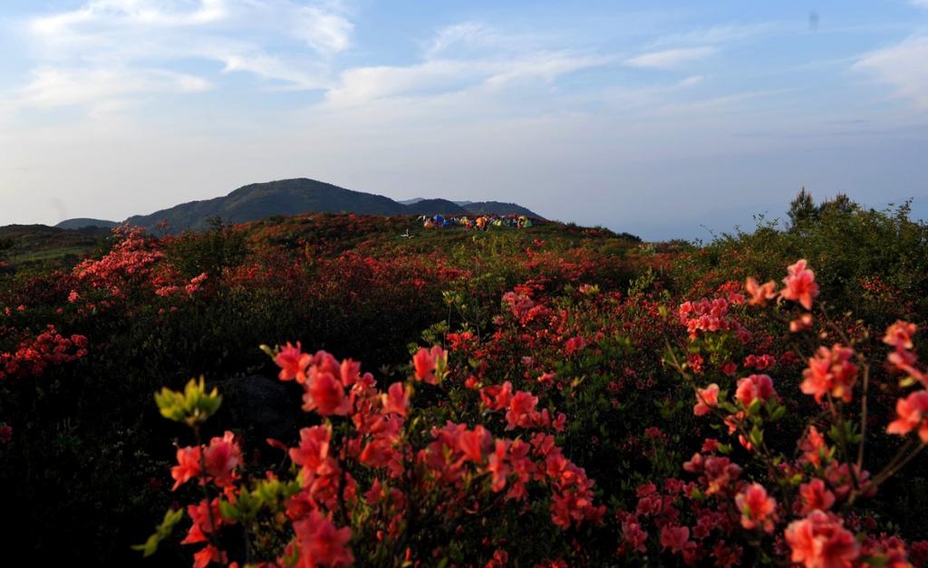 雲中花都