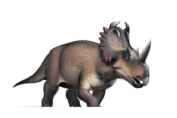 Stellasaurus Stellasaurus