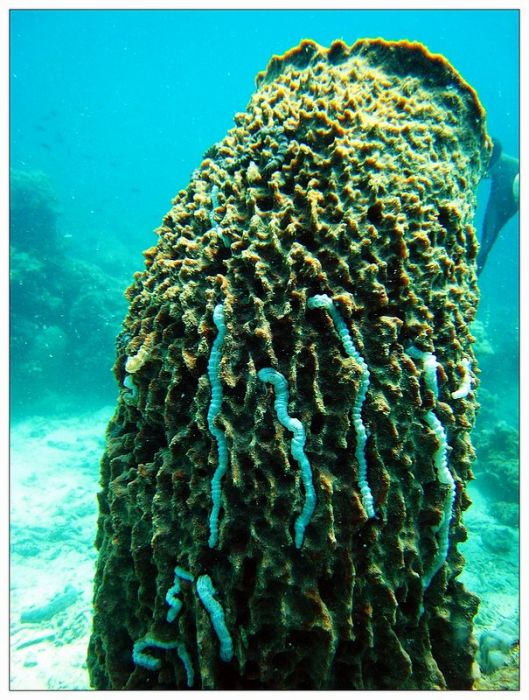 海綿裂蟲 海綿裂蟲