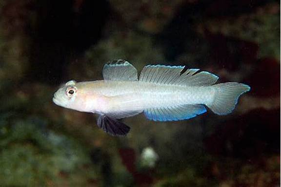葉鰕虎魚屬 葉鰕虎魚屬